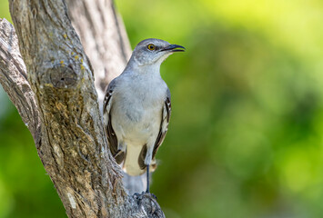 Northern Mockingbird