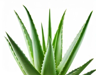 Fototapeta premium Aloe vera slices with water splash isolated on white background