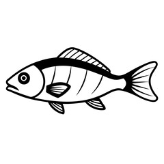 fish isolated on white