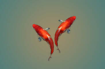 Two Koi fish swimming with background. Japan and chinese fish of lucky symbol.