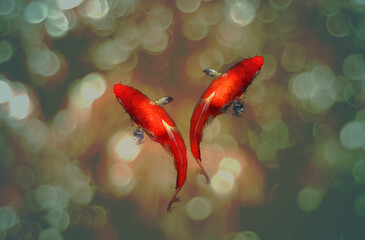 Couple of Koi fish swimming in pond with glowing light bokeh reflect of surface. Lucky symbol of Fertility. Represents animals that bring good luck and prosperity according to Chinese beliefs.