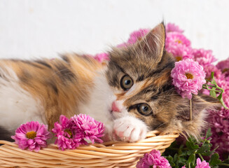 Fototapety na wymiar - Fototapeta24.pl