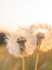 Two Dandelion Seed Heads at Sunset
