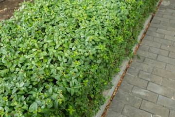 Green shrubbery lines a paved walkway in a serene outdoor environment during daylight hours