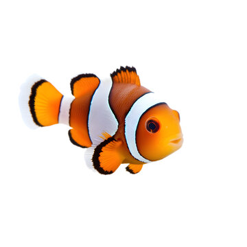 baby clownfish isolate die cut