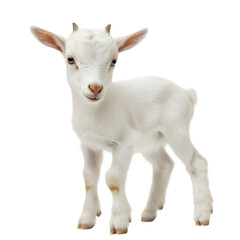 Obraz premium baby goat with tiny horns isolate die cut