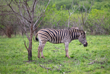 Zebra grazing in Hluhluwe National Park, South Africa