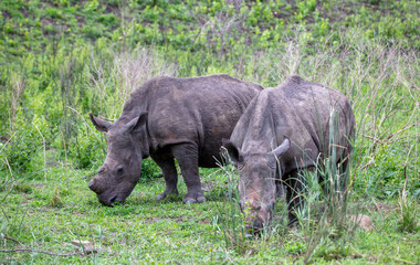 Obraz premium Rhinos grazing in Hluhluwe National Park, South Africa. Two white rhinoceros in nature