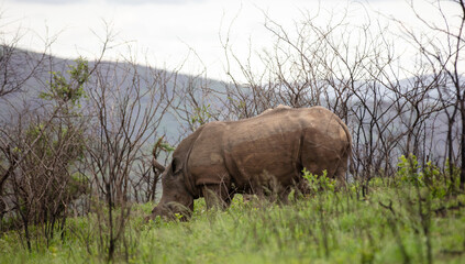 Fototapeta premium Rhinos grazing in Hluhluwe National Park, South Africa. Two white rhinoceros in nature