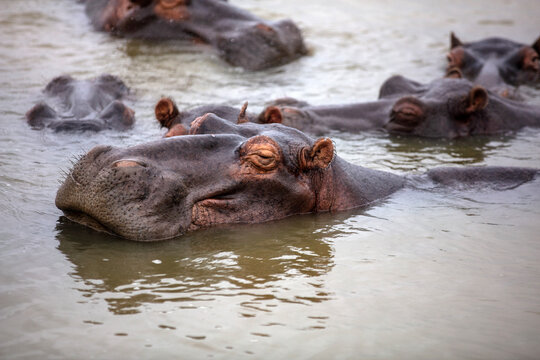 Hippopotamus in the water, hippos family swimming in the river, National Park, South Africa