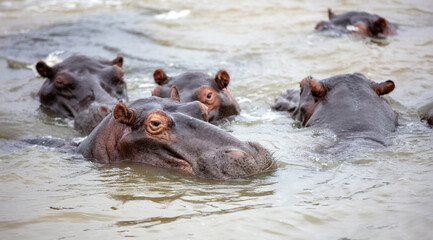 Hippopotamus in the water, hippos family swimming in the river, National Park, South Africa