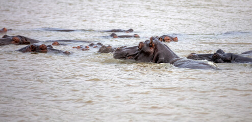 Hippopotamus in the water, hippos family swimming in the river, National Park, South Africa