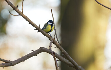great tit on a branch, great tit on a twig, blurred background, a songbird in the forest with beautiful bokeh in the background, tit on the tree, autumn colours in the forest