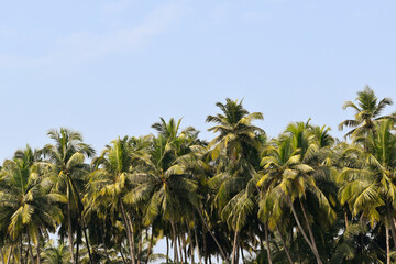Naklejka premium palm trees on the beach