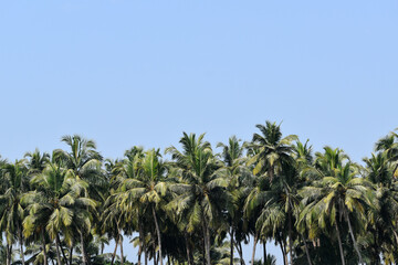 Fototapeta premium palm trees against blue sky