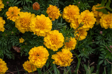 Flores Tagetes, flor-dos-mortos ou cravo-amarelo.