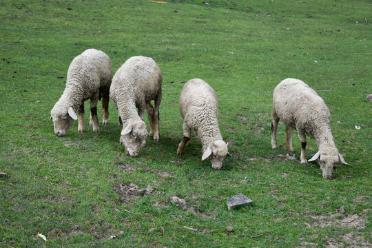 sheep in the field