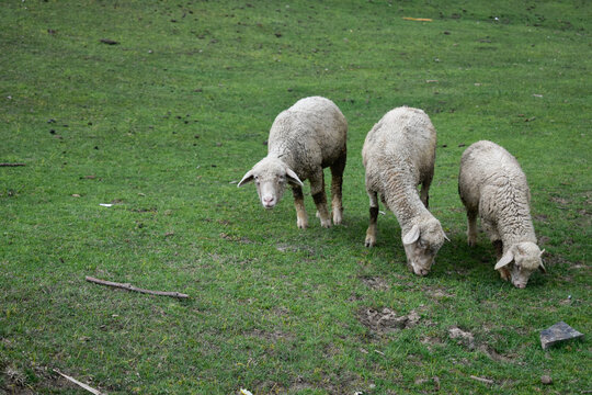 sheep in the field