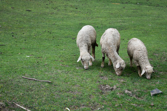 Three sheeps in the field 