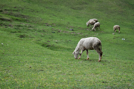 sheep in the meadow