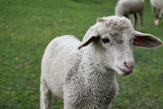 sheep in a field