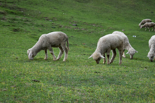 herd of sheep in the field 