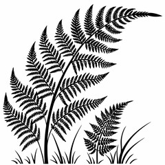 Wild Fern vector silhouette black design white background