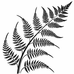 Wild Fern vector silhouette black design white background