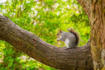 公園のリス_餌を食べる