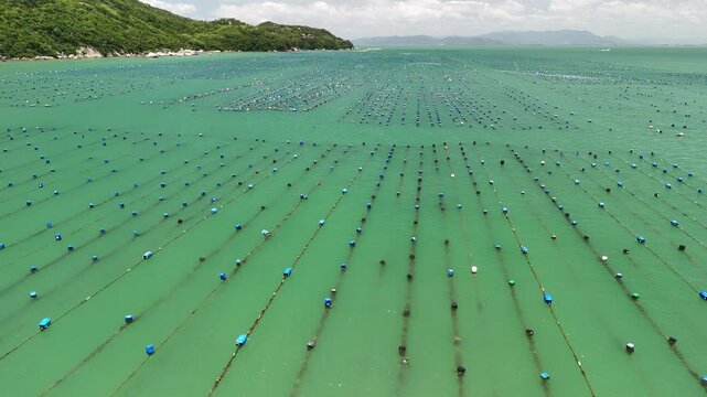 Aerial view of shellfish farm - Bombinhas, Santa Catarina, Brazil
