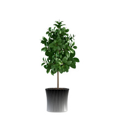 Green Plant Pot on White Background 3D Render