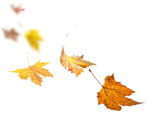 autumn leaves fall falling wind air isolated for bcackground nature - 3d rendering