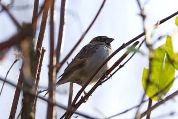 cute sparrow up in the tree, green leaf, sparrow between small branches, small bird looks into the sun, songbird enjoys the sun, house sparrow hidden between small branches, lovely Passer domesticus