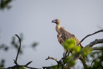 Cape Vulture perched on tree top in Hluhluwe Imfolozi National Park, South Africa