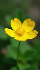 Fototapeta premium Bright yellow primrose with a prominent central crown and curved shape, garden, wildflowers