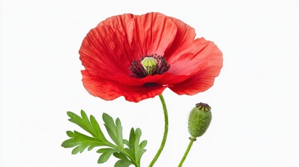 Obraz premium Vibrant Red Poppy Flower with Green Stem and Bud Against a Light Background, Ideal for Nature-Themed Designs, Illustrations, and Creative Projects