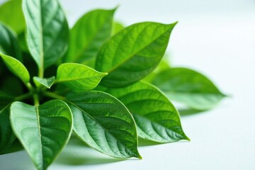 Fototapeta premium Freshly harvested piper nigrum leaves on a white surface, flora, leafy
