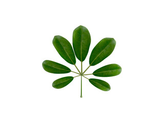 Green Leaf on White Background 3D Render
