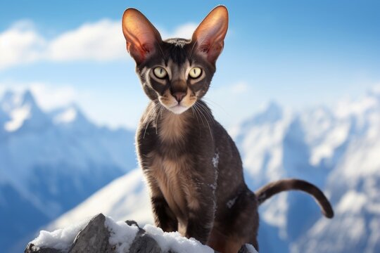 Portrait of a funny oriental shorthair cat in snowy mountain range