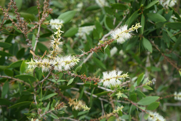 white flowers of Cajuput tree, Milk wood, Paper bark, Swamp tree. Melaleuca quinquenervia.