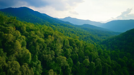 Obraz premium Lush green rainforest landscape with mountains in background
