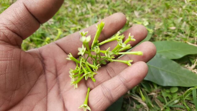 Night blooming jasmine flower. lts other names&nbsp;lady of the night flower, Cestrum nocturnum flower, night-blooming jessamine,&nbsp;night scented jessamine,&nbsp;night-scented cestrum and&nbsp;poisonberry flowers.