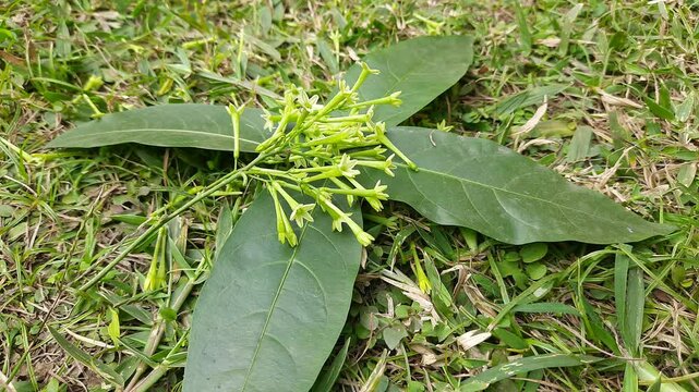 Night blooming jasmine flower. lts other names&nbsp;lady of the night flower, Cestrum nocturnum flower, night-blooming jessamine,&nbsp;night scented jessamine,&nbsp;night-scented cestrum and&nbsp;poisonberry flowers.