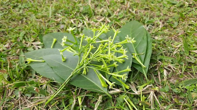 Night blooming jasmine flower. lts other names&nbsp;lady of the night flower, Cestrum nocturnum flower, night-blooming jessamine,&nbsp;night scented jessamine,&nbsp;night-scented cestrum and&nbsp;poisonberry flowers.