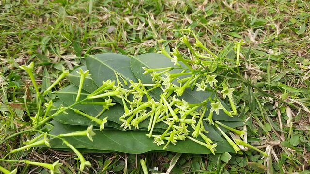 Night blooming jasmine flower. lts other names&nbsp;lady of the night flower, Cestrum nocturnum flower, night-blooming jessamine,&nbsp;night scented jessamine,&nbsp;night-scented cestrum and&nbsp;poisonberry flowers.