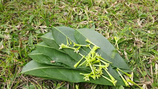 Night blooming jasmine flower. lts other names&nbsp;lady of the night flower, Cestrum nocturnum flower, night-blooming jessamine,&nbsp;night scented jessamine,&nbsp;night-scented cestrum and&nbsp;poisonberry flowers.
