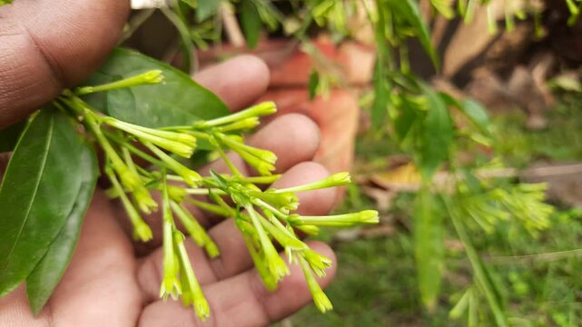 Night blooming jasmine flower. lts other names&nbsp;lady of the night flower, Cestrum nocturnum flower, night-blooming jessamine,&nbsp;night scented jessamine,&nbsp;night-scented cestrum and&nbsp;poisonberry flowers.