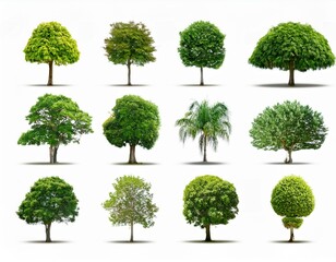 Trees collection set. Green plants with leaves, garden botanical 