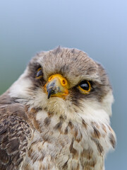 Amur falcon 