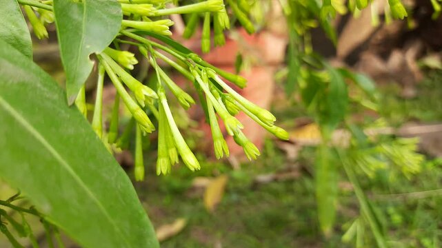 Night blooming jasmine flower. lts other names&nbsp;lady of the night flower, Cestrum nocturnum flower, night-blooming jessamine,&nbsp;night scented jessamine,&nbsp;night-scented cestrum and&nbsp;poisonberry flowers.